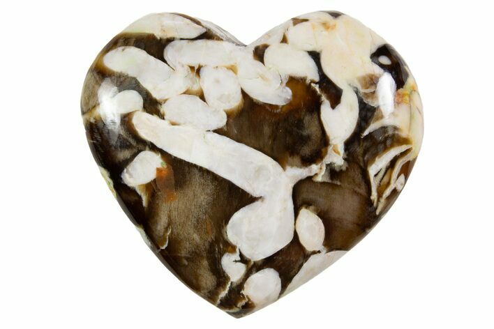 Polished Petrified Peanut Wood Heart - Australia #341916